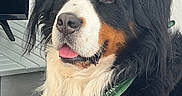 Patoux a rejoint le concours — aidez-le/la à gagner de superbes lots ! dog, bernese_mountain_dog, pet, indoor, bandana, black_fur, white_fur, brown_fur, tongue_out, fluffy_fur, close_up, portrait, animal, cute, companion, domestic_animal, friendly, canine, indoors, pet_accessory