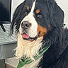 dog, bernese_mountain_dog, pet, indoor, bandana, black_fur, white_fur, brown_fur, tongue_out, fluffy_fur, close_up, portrait, animal, cute, companion, domestic_animal, friendly, canine, indoors, pet_accessory