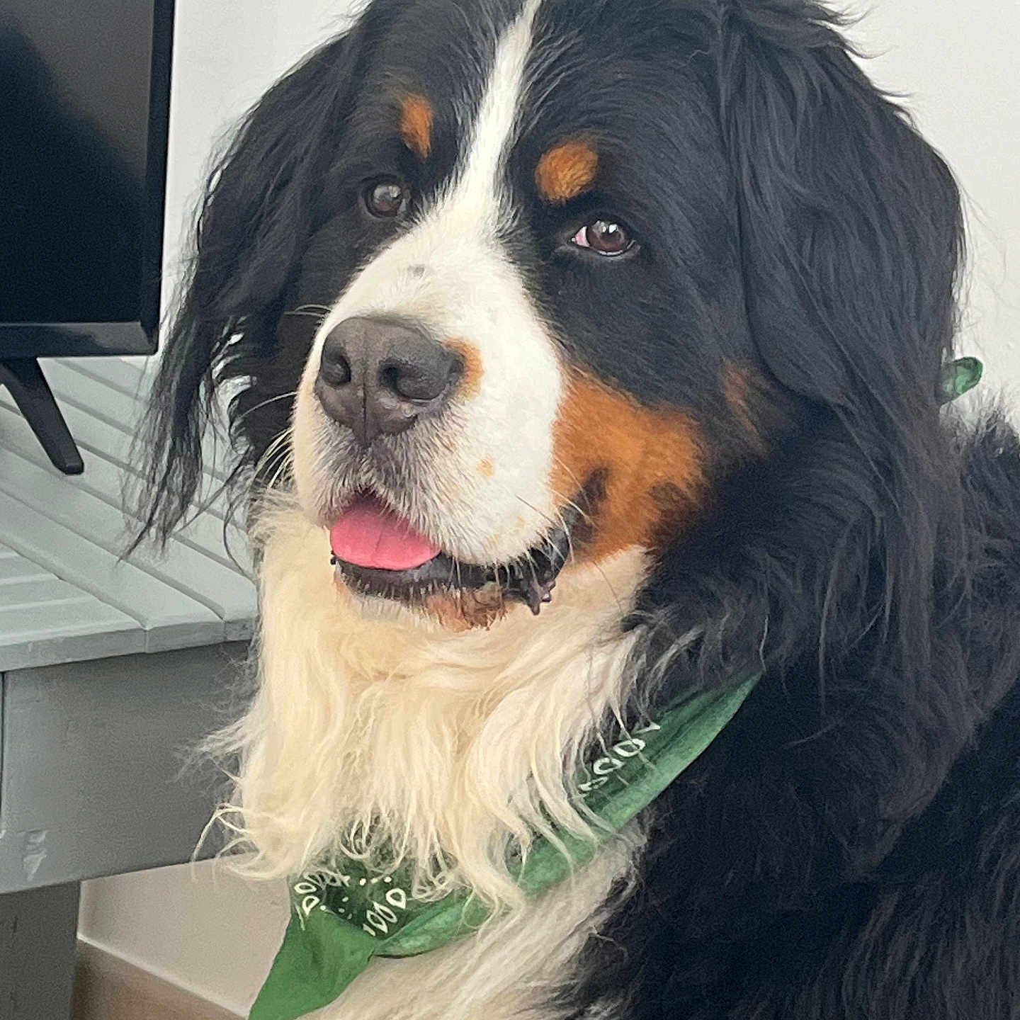 Patoux a rejoint le concours — aidez-le/la à gagner de superbes lots ! dog, bernese_mountain_dog, pet, indoor, bandana, black_fur, white_fur, brown_fur, tongue_out, fluffy_fur, close_up, portrait, animal, cute, companion, domestic_animal, friendly, canine, indoors, pet_accessory