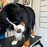 Patoux participe au concours pour gagner de l'argent avec cette photo : dog, bernese_mountain_dog, grooming_table, pet, indoor, animal, fur, black_fur, white_fur, brown_fur, person, hand, portrait, wall_art, chains, metal_bar, tile_floor, shy, pet_care, looking_down