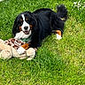 Patoux a rejoint le concours — aidez-le/la à gagner de superbes lots ! dog, bernese_mountain_dog, grass, outdoor, toy, plush_toy, giraffe_toy, pet, animal, smiling, happy, nature, greenery, paw, fur, playful, summer, daylight, cute, lying_down