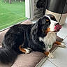 dog, bernese_mountain_dog, pet, indoor, cushion, tongue_out, licking, fur, black_fur, white_fur, brown_fur, floor_tile, glass_door, green_turf, home, animal, paw, resting, cute, mammal