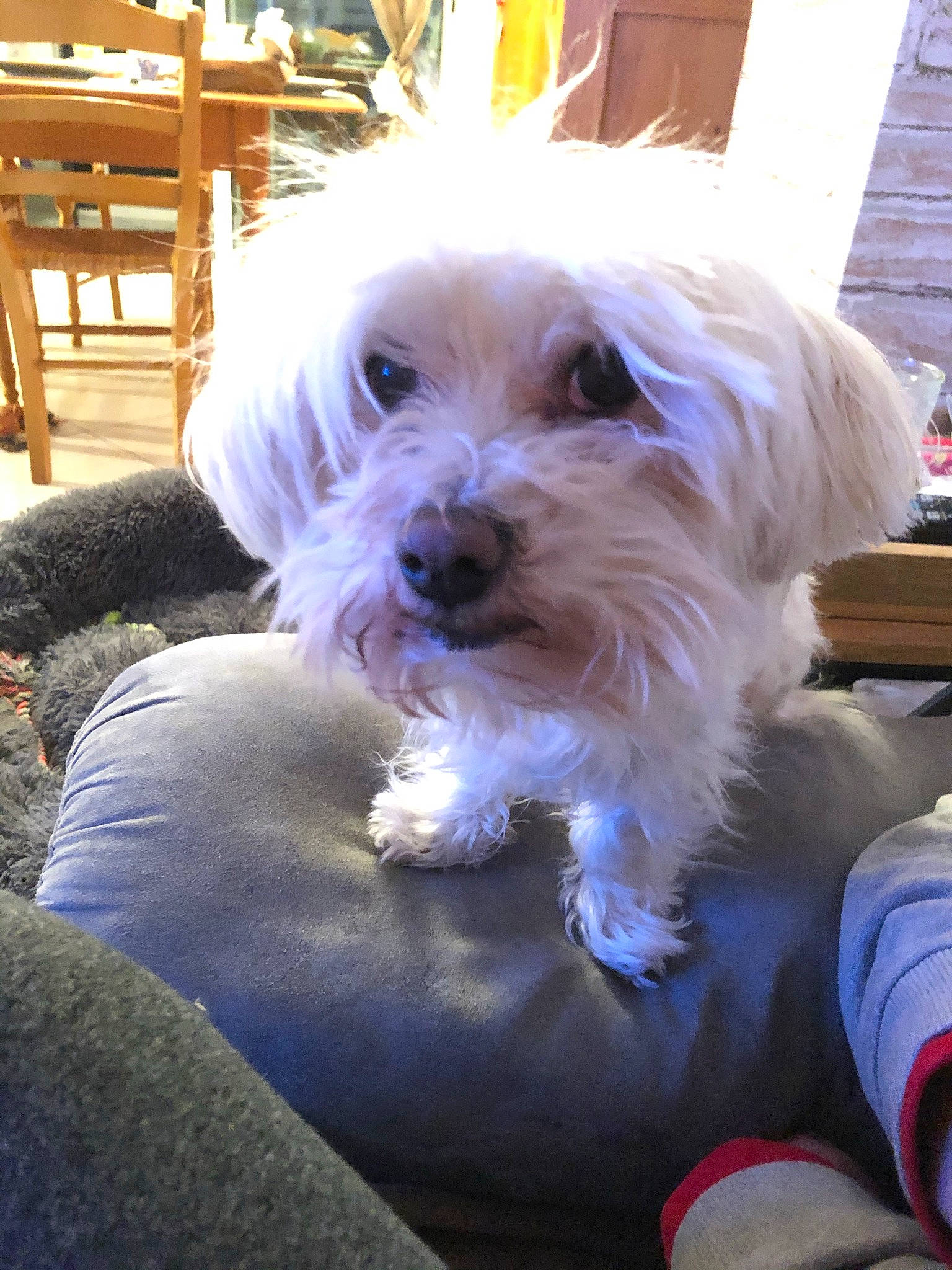 Happy participe au concours pour gagner de l'argent avec cette photo : carnivore, chair, collar, companion_dog, dog, dog_breed, dog_supply, fur, maltepoo, non_sporting_group, outdoor_furniture, plant, small_terrier, snout, sporting_group, terrier, toy_dog, wood, working_animal, yorkipoo