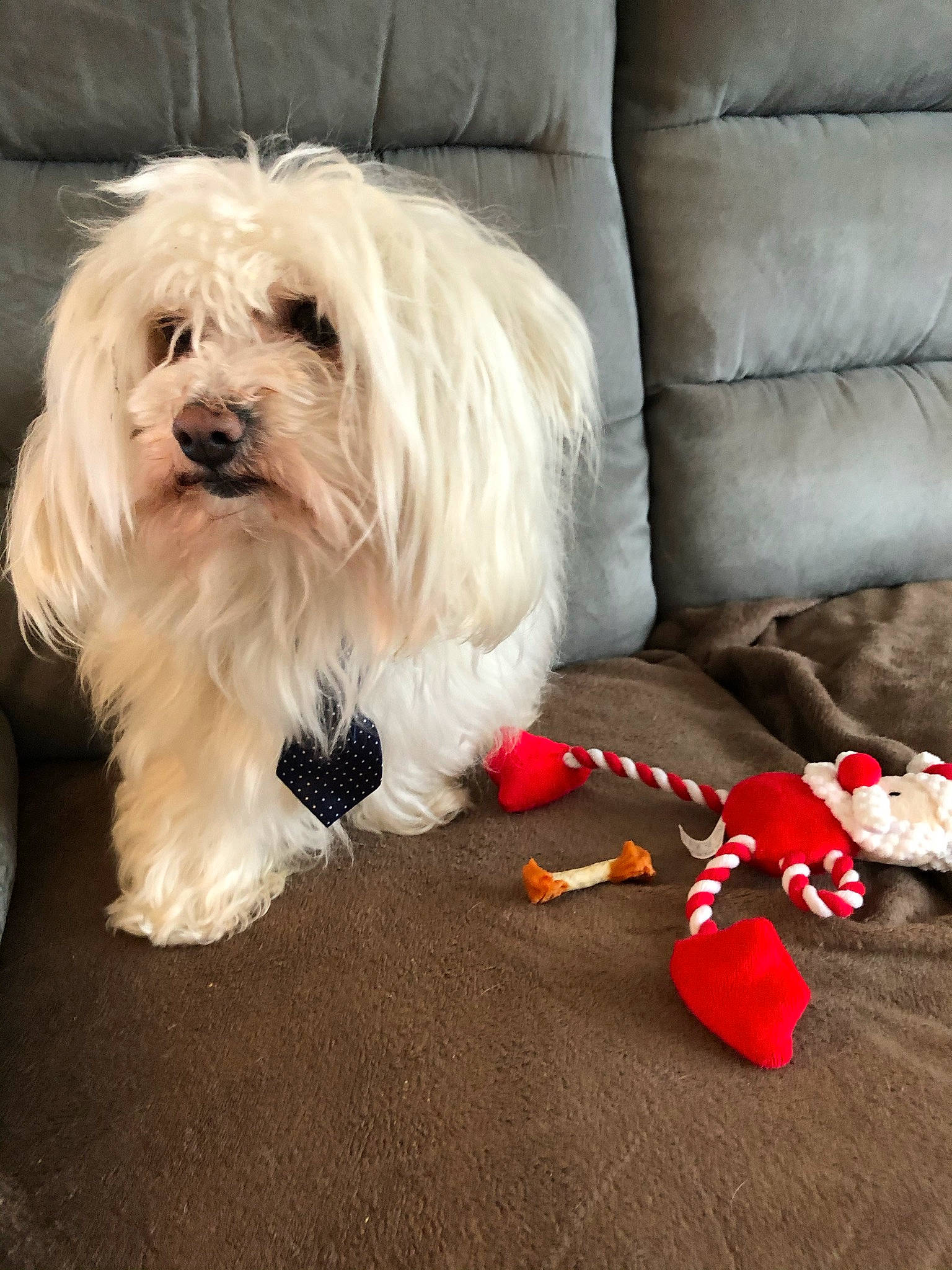 Happy participe au concours pour gagner de l'argent avec cette photo : canidae, carmine, carnivore, comfort, companion_dog, couch, dog, dog_breed, dog_supply, flooring, fur, mal_shi, maltepoo, pillow, small_terrier, snout, sporting_group, terrier, toy_dog, working_animal