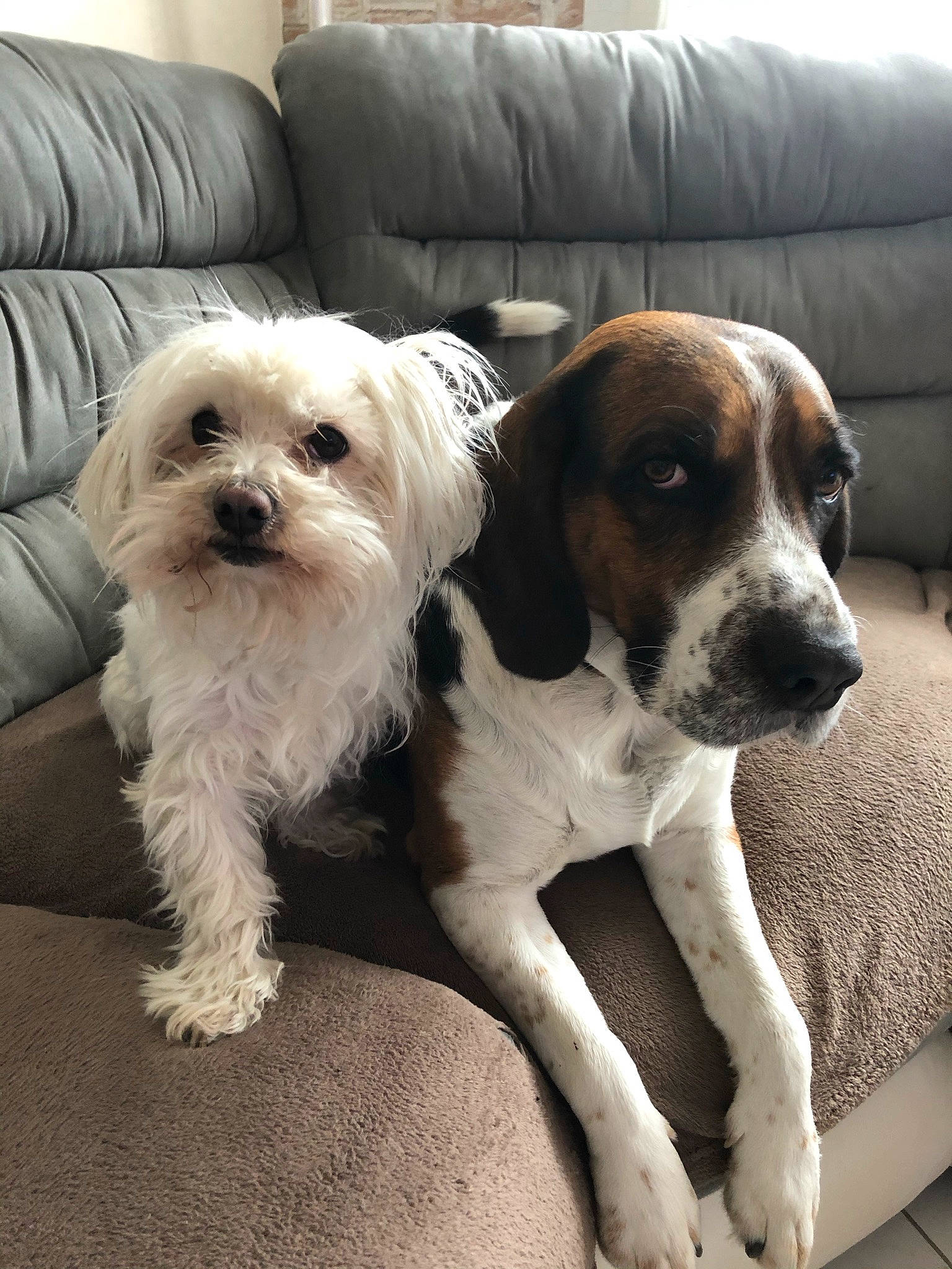 Happy participe au concours pour gagner de l'argent avec cette photo : bored, canidae, carnivore, comfort, companion_dog, couch, dog, dog_breed, dog_collar, fur, liver, maltepoo, non_sporting_group, puppy, small_terrier, snout, sporting_group, terrier, toy_dog, working_animal