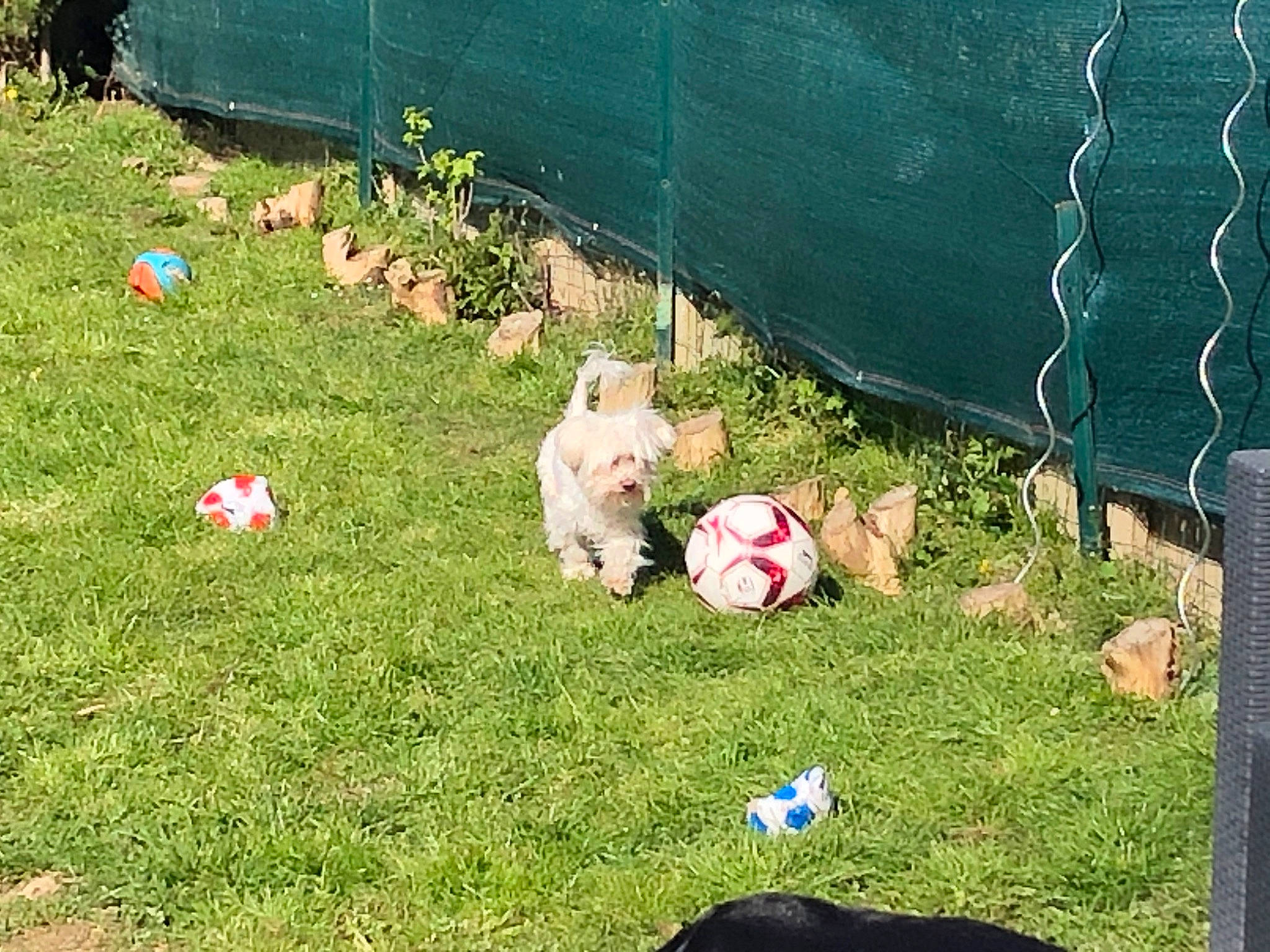 Happy participe au concours pour gagner de l'argent avec cette photo : ball, companion_dog, dog_breed, fence, football, garden, grass, grass_family, home_fencing, landscape, lawn, leisure, mesh, net, plant, recreation, soccer_ball, sports_equipment, toy, wire_fencing