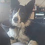 dog, black_and_white, border_collie, pet, indoor, living_room, blanket, ears, fur, curious, lying_down, television, remote_control, basket, furniture, home, relaxed, canine, domestic_animal, cozy