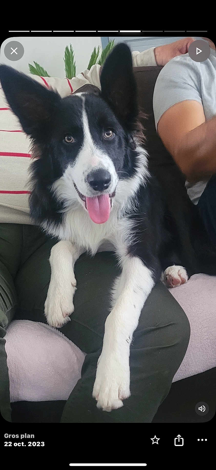 Itah a rejoint le concours — aidez-le/la à gagner de superbes lots ! dog, border_collie, black_and_white, pet, animal, tongue_out, ears_up, lap, person, couch, indoor, happy, smiling, fur, paw, houseplant, relaxed, companion, friendly, portrait
