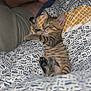 kitten, sleeping, bed, blanket, striped, tabby, paw, person, legs, foot, comfort, indoor, cozy, rest, animal, feline, cute, pet, relaxing, patterned