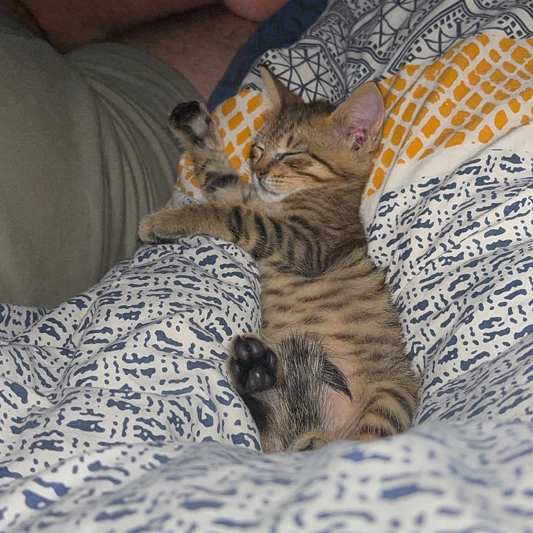 Mystic participe au concours pour gagner de l'argent avec cette photo : animal, bed, blanket, comfort, cozy, cute, feline, foot, indoor, kitten, legs, patterned, paw, person, pet, relaxing, rest, sleeping, striped, tabby