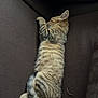 Mystic a rejoint le concours — aidez-le/la à gagner de superbes lots ! animal, brown, cat, couch, cozy, cute, feline, fur, indoor, kitten, nap, pet, relaxing, resting, sleeping, small, soft, striped, tabby, young