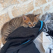 Mystic participe au concours pour gagner de l'argent avec cette photo : kitten, cat, tabby, animal, sleepy, clothing, pile, black_jacket, white_sweater, stone_wall, texture, indoor, cute, small, fur, pet, resting, relaxed, young, cozy