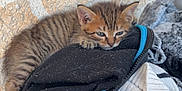 Mystic participe au concours pour gagner de l'argent avec cette photo : animal, black_jacket, cat, clothing, cozy, cute, fur, indoor, kitten, pet, pile, relaxed, resting, sleepy, small, stone_wall, tabby, texture, white_sweater, young