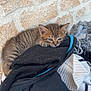 kitten, cat, tabby, animal, sleepy, clothing, pile, black_jacket, white_sweater, stone_wall, texture, indoor, cute, small, fur, pet, resting, relaxed, young, cozy
