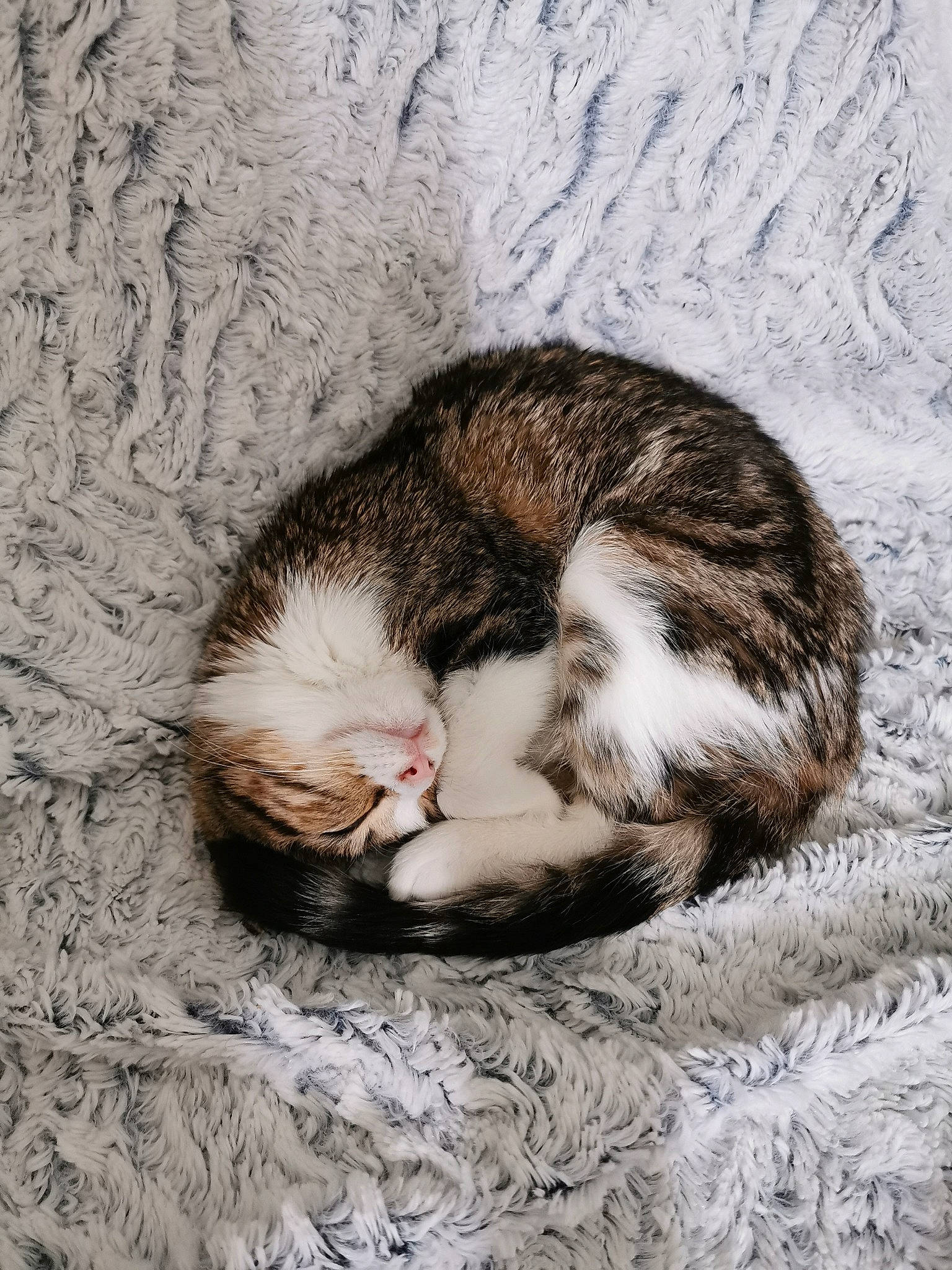 Haya a rejoint le concours — aidez-le/la à gagner de superbes lots ! aegean_cat, american_wirehair, carnivore, cat, domestic_short_haired_cat, european_shorthair, felidae, fur, kitten, nap, paw, sleep, small_to_medium_sized_cats, snout, tail, whiskers