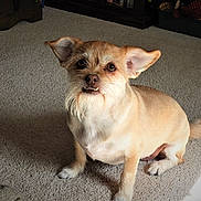 Gypsy is registered to the contest to win money with this photo: dog, small_dog, tan_dog, scruffy, beard, ears, carpet, indoor, pet, animal, tail, looking_up, cute, adorable, expression, furniture, home, floor, domestic, companion
