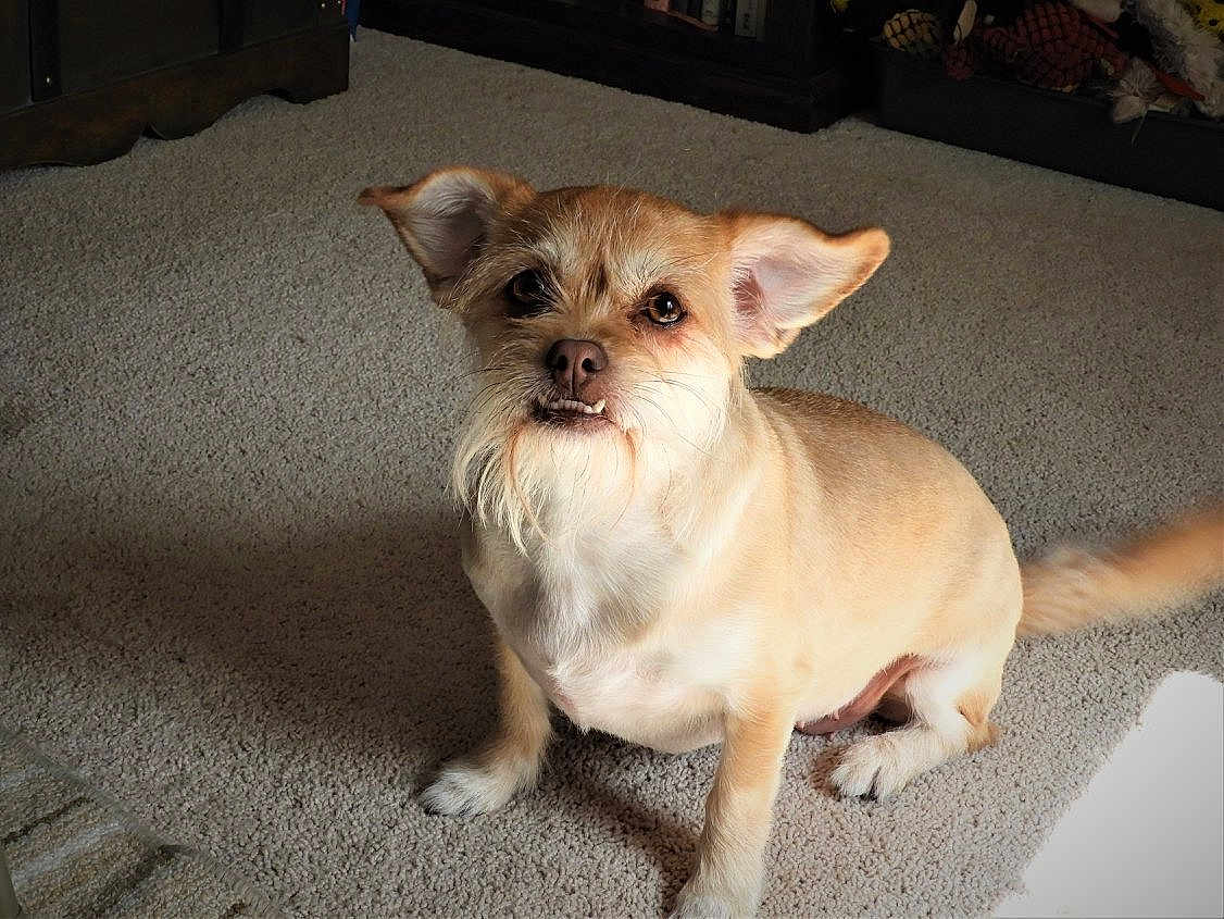 Gypsy is registered to the contest to win money with this photo: dog, small_dog, tan_dog, scruffy, beard, ears, carpet, indoor, pet, animal, tail, looking_up, cute, adorable, expression, furniture, home, floor, domestic, companion