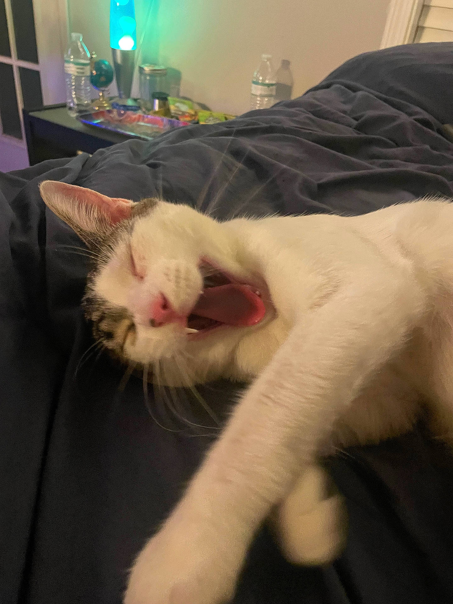 Cheba is registered to the contest to win money with this photo: bed, blanket, cat, cozy, domestic_animal, feline, fur, indoor, lamp, night, paw, pet, pink_nose, relaxing, resting, sleepy, stretching, water_bottle, whiskers, yawning