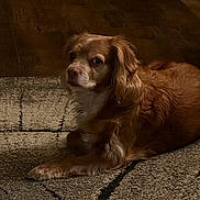 Harley Quinn is registered to the contest to win money with this photo: dog, brown, fur, pet, indoor, carpet, wooden_floor, animal, lying_down, mammal, domestic_animal, ears, nose, paw, calm, relaxed, household, companion, canine, portrait