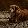 dog, brown, fur, pet, indoor, carpet, wooden_floor, animal, lying_down, mammal, domestic_animal, ears, nose, paw, calm, relaxed, household, companion, canine, portrait
