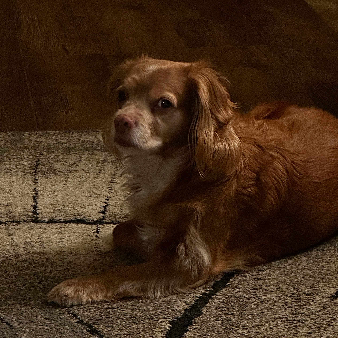 Harley Quinn is registered to the contest to win money with this photo: dog, brown, fur, pet, indoor, carpet, wooden_floor, animal, lying_down, mammal, domestic_animal, ears, nose, paw, calm, relaxed, household, companion, canine, portrait