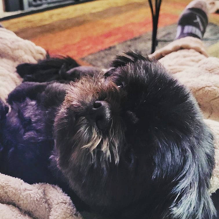 Rolo joined the competition — help win amazing prizes! carnivore, comfort, companion_dog, dog, dog_breed, dog_collar, fur, liver, maltepoo, mammal, schnauzer, shih_poo, shih_tzu, small_terrier, snout, sporting_group, terrier, toy_dog, water_dog, working_animal