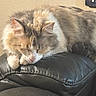 Valeria joined the competition — help win amazing prizes! animal, calm, cat, closeup, cozy, cute, feline, fluffy, fur, home, indoor, leather_couch, paw, pet, relaxed, resting, sleeping, soft, sunlight, whiskers
