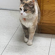 Valeria joined the competition — help win amazing prizes! animal, bell, calico, cat, collar, curious, domestic_animal, feline, floor, fur, household, indoor, mammal, paw, pet, side_view, tile, walking, whiskers, wooden_cabinet