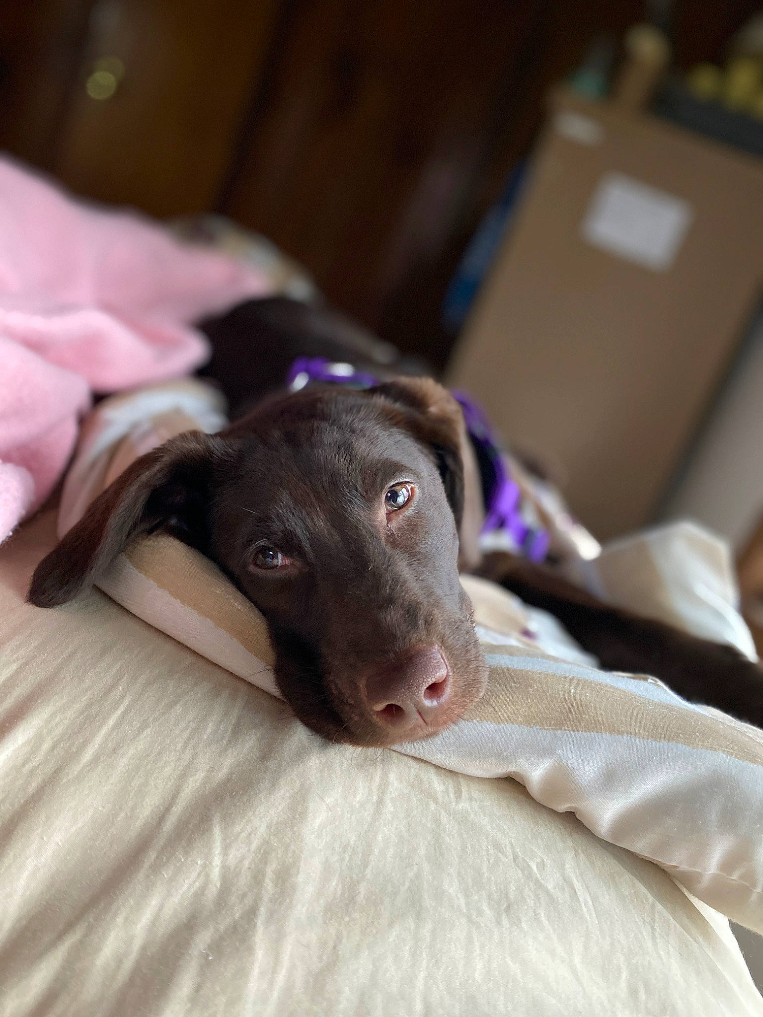 Zen is registered to the contest to win money with this photo: bed, canidae, carnivore, comfort, companion_dog, couch, dog, dog_breed, ear, fawn, fur, linens, liver, magenta, purple, shipping_box, snout, sporting_group, whiskers, working_animal