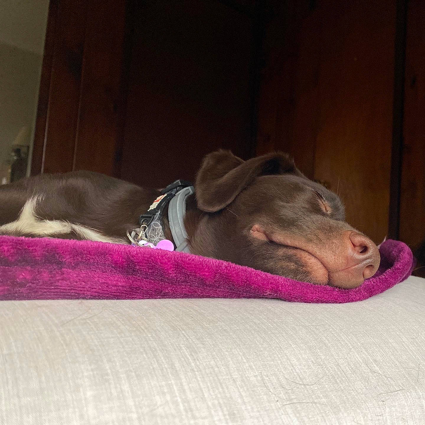 Zen is registered to the contest to win money with this photo: canidae, carnivore, comfort, companion_dog, dog, dog_breed, dog_supply, fawn, fur, linens, liver, magenta, nap, pet_supply, snout, sporting_group, tail, vertebrate, wood, working_animal