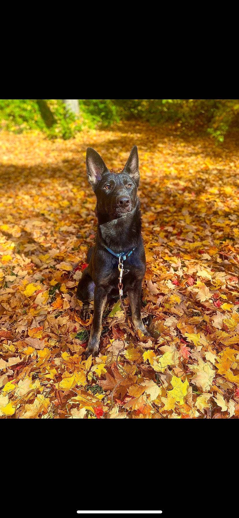 Indigo is registered to the contest to win money with this photo: autumn, carnivore, deciduous, dog, dog_breed, dog_supply, electric_blue, fawn, grass, leaf, plant, snout, soil, sporting_group, tail, terrestrial_animal, tree, wood, working_animal, working_dog