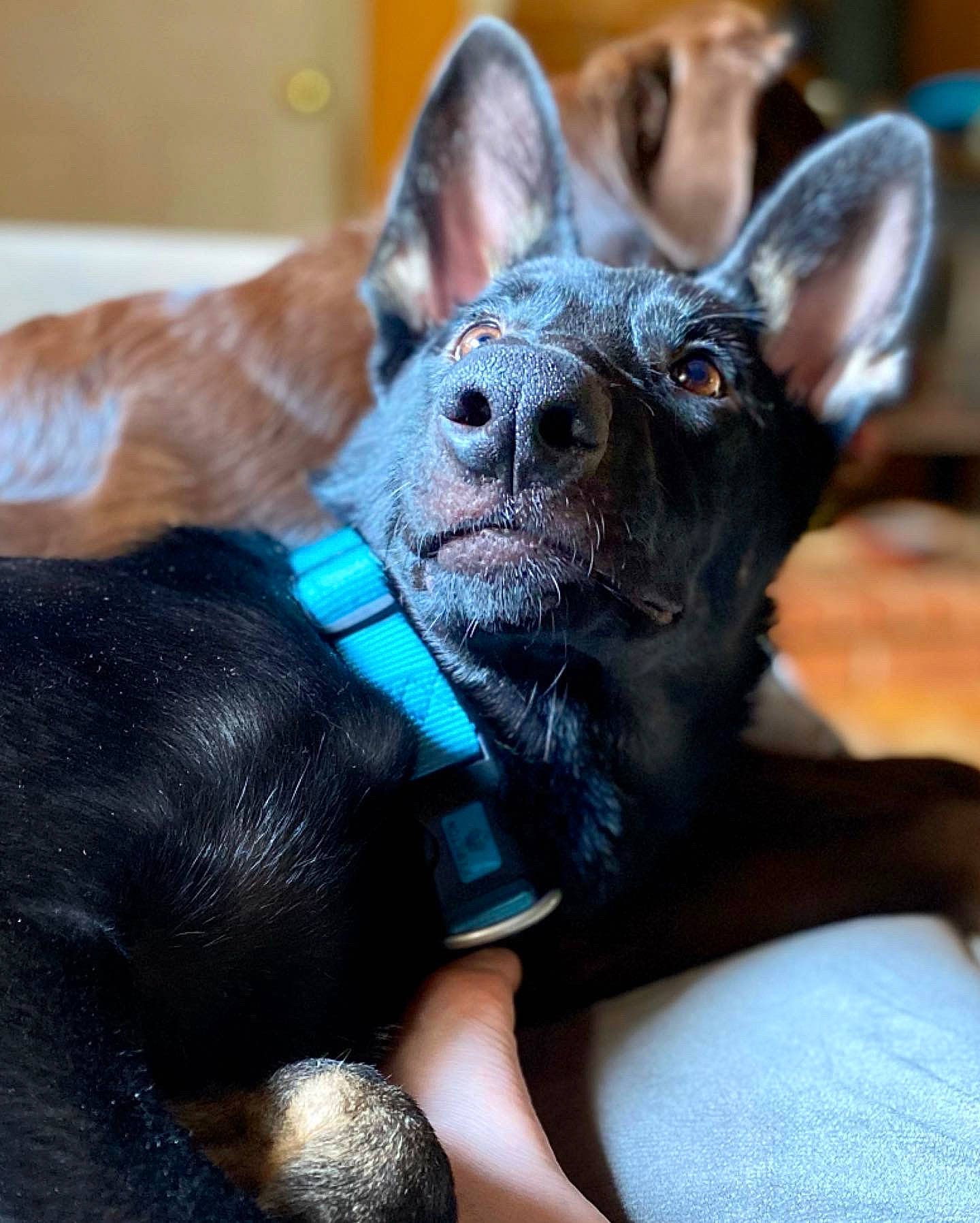 Indigo joined the competition — help win amazing prizes! canidae, carnivore, collar, comfort, companion_dog, dog, dog_breed, dog_collar, ear, electric_blue, fawn, fur, guard_dog, snout, sporting_group, terrier, toy_dog, whiskers, working_animal, working_dog