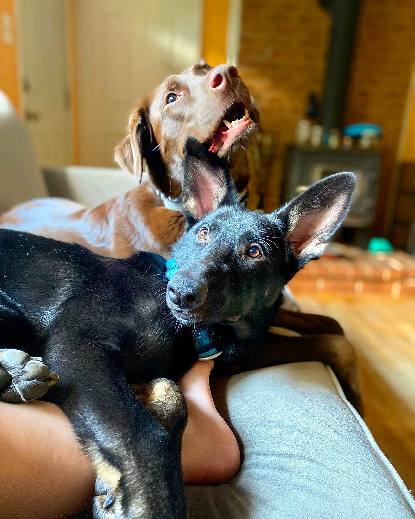 Indigo joined the competition — help win amazing prizes! canidae, carnivore, comfort, companion_dog, couch, dog, dog_breed, ear, fawn, fur, guard_dog, non_sporting_group, paw, puppy, puppy_love, snout, sporting_group, toy_dog, whiskers, working_animal