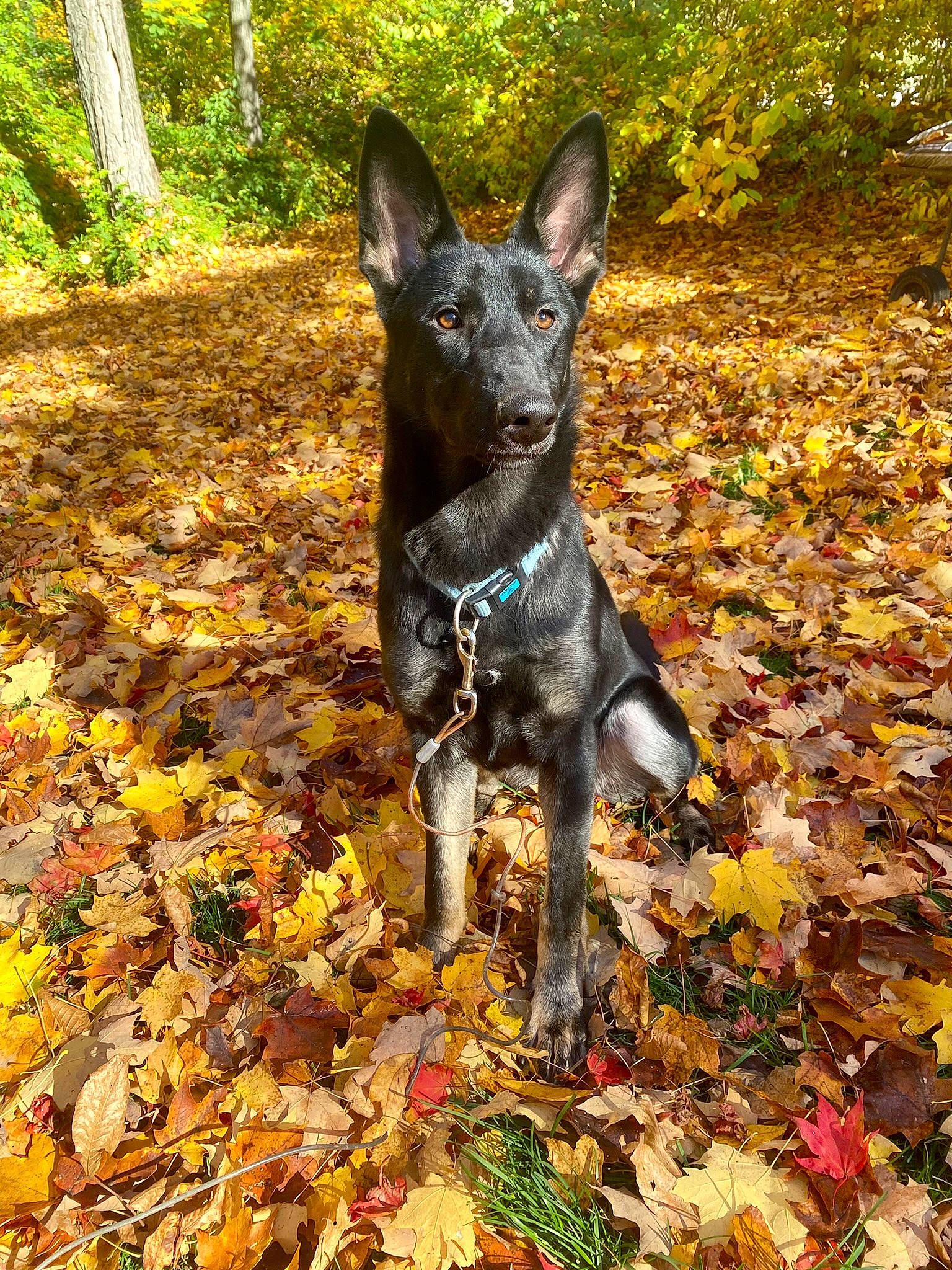 Indigo is registered to the contest to win money with this photo: autumn, canidae, carnivore, companion_dog, deciduous, dog, dog_breed, dog_supply, fawn, grass, herding_dog, leaf, non_sporting_group, plant, snout, sporting_group, terrestrial_animal, tree, working_animal, working_dog