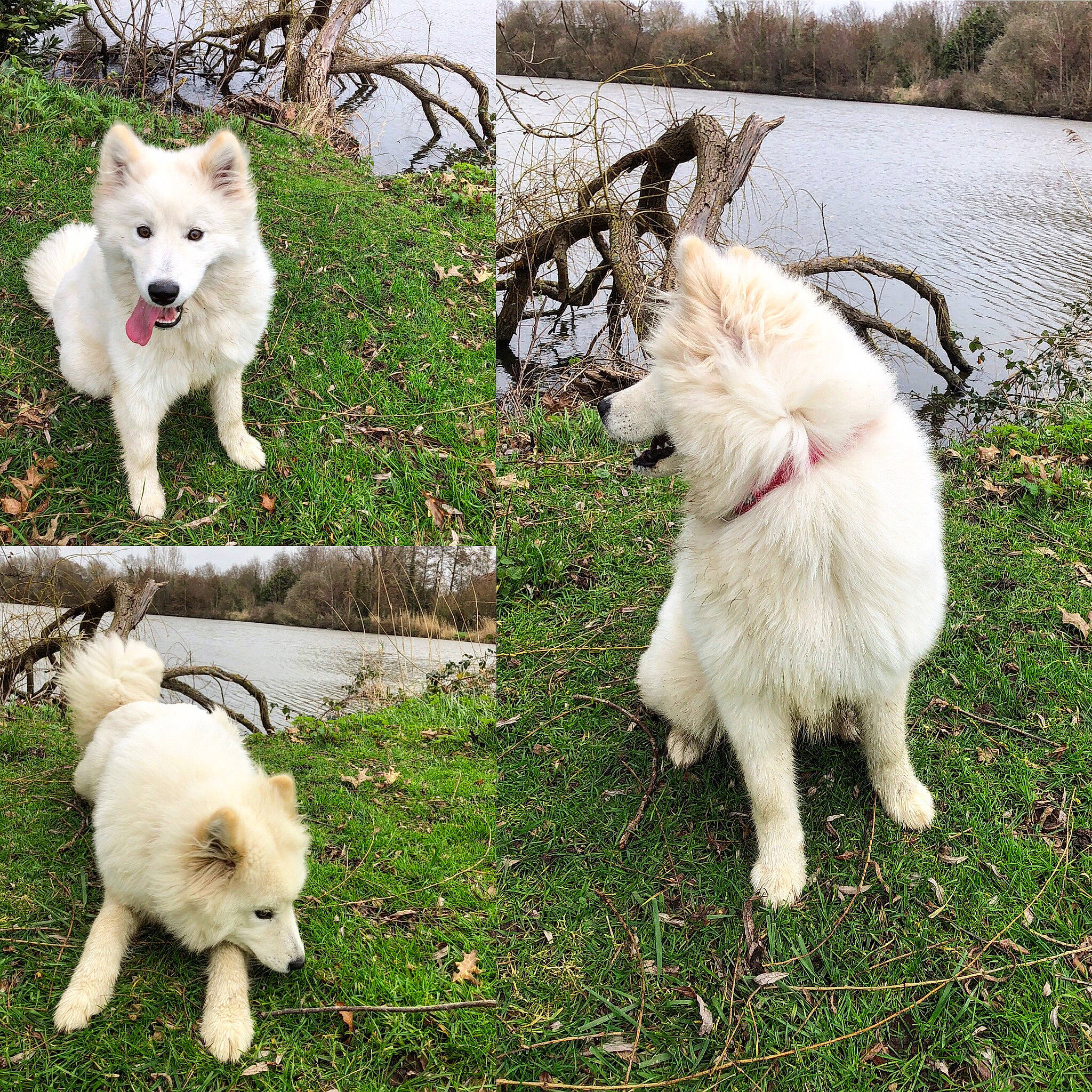 Pariss participe au concours pour gagner de l'argent avec cette photo : berger_blanc_suisse, canidae, carnivore, dog, dog_breed, greenland_dog, hokkaido, korean_jindo_dog, mammal, non_sporting_group, pungsan_dog, puppy, samoyed, vertebrate, white_shepherd