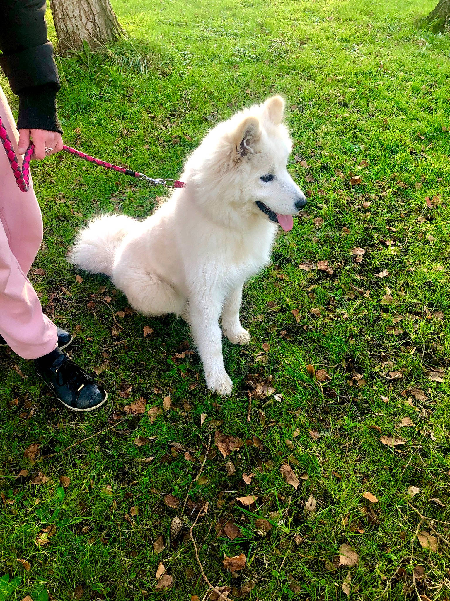 Pariss a rejoint le concours — aidez-le/la à gagner de superbes lots ! american_eskimo_dog, berger_blanc_suisse, canidae, carnivore, companion_dog, dog, dog_breed, german_spitz_mittel, herding_dog, japanese_spitz, kintamani, mammal, non_sporting_group, pungsan_dog, samoyed, vertebrate, volpino_italiano, white_shepherd, working_dog