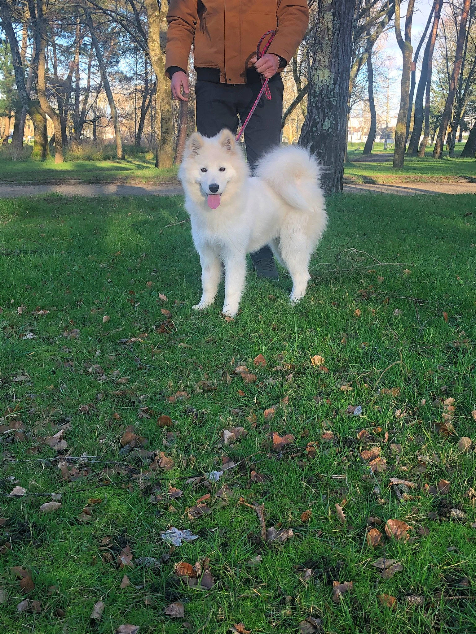 Pariss a rejoint le concours — aidez-le/la à gagner de superbes lots ! american_eskimo_dog, berger_blanc_suisse, canidae, carnivore, companion_dog, dog, dog_breed, german_spitz_mittel, grass, indian_spitz, japanese_spitz, mammal, norwegian_buhund, puppy, rare_breed_dog, samoyed, siberian_husky, vertebrate, volpino_italiano, white_shepherd