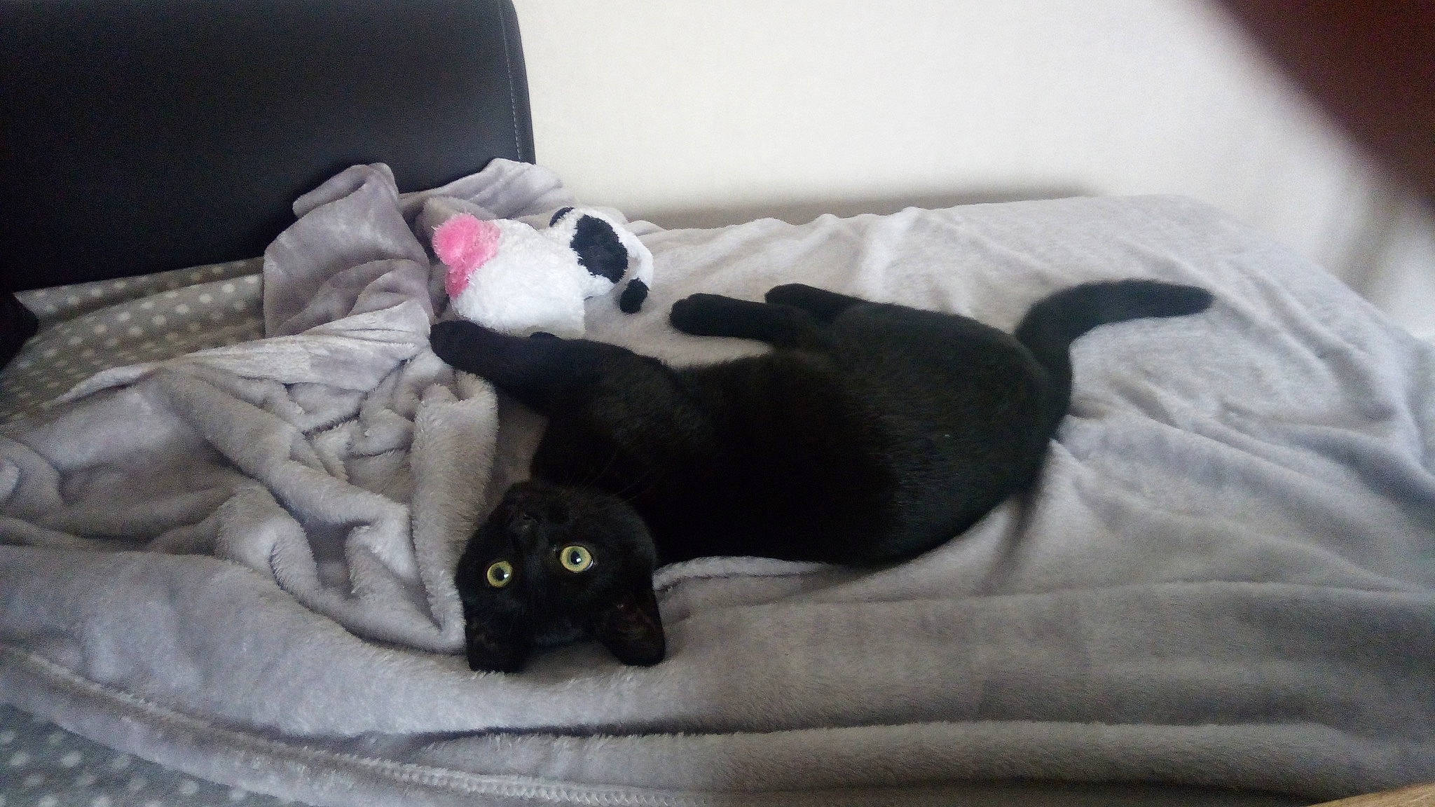 Mojito participe au concours pour gagner de l'argent avec cette photo : black, black_cat, carnivore, cat, comfort, domestic_short_haired_cat, felidae, furniture, kitten, linens, nap, small_to_medium_sized_cats, tail, whiskers