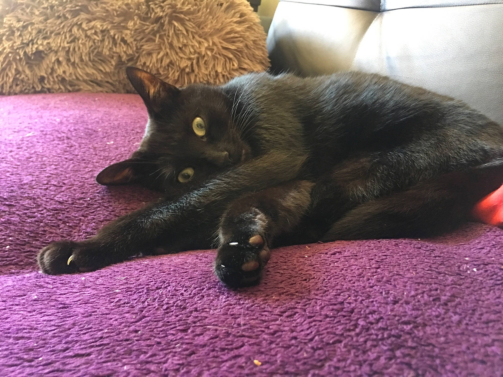 Mojito a rejoint le concours — aidez-le/la à gagner de superbes lots ! asian, black_cat, bombay, burmese, carnivore, cat, claw, domestic_short_haired_cat, felidae, fur, havana_brown, korat, small_to_medium_sized_cats, tail, whiskers