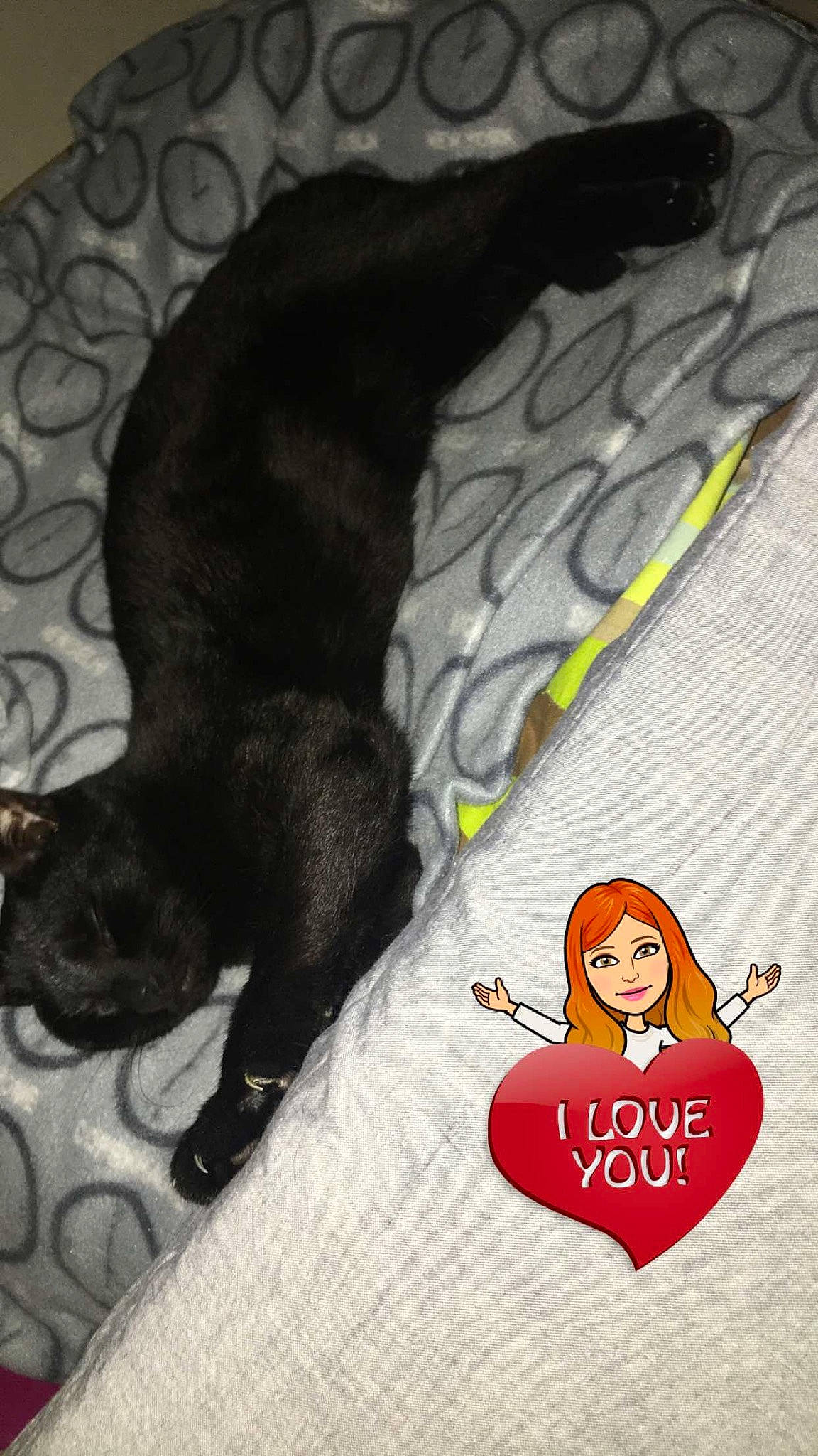 Mojito a rejoint le concours — aidez-le/la à gagner de superbes lots ! black_cat, black_hair, carnivore, cat, claw, felidae, illustration, nap, small_to_medium_sized_cats, tail, whiskers