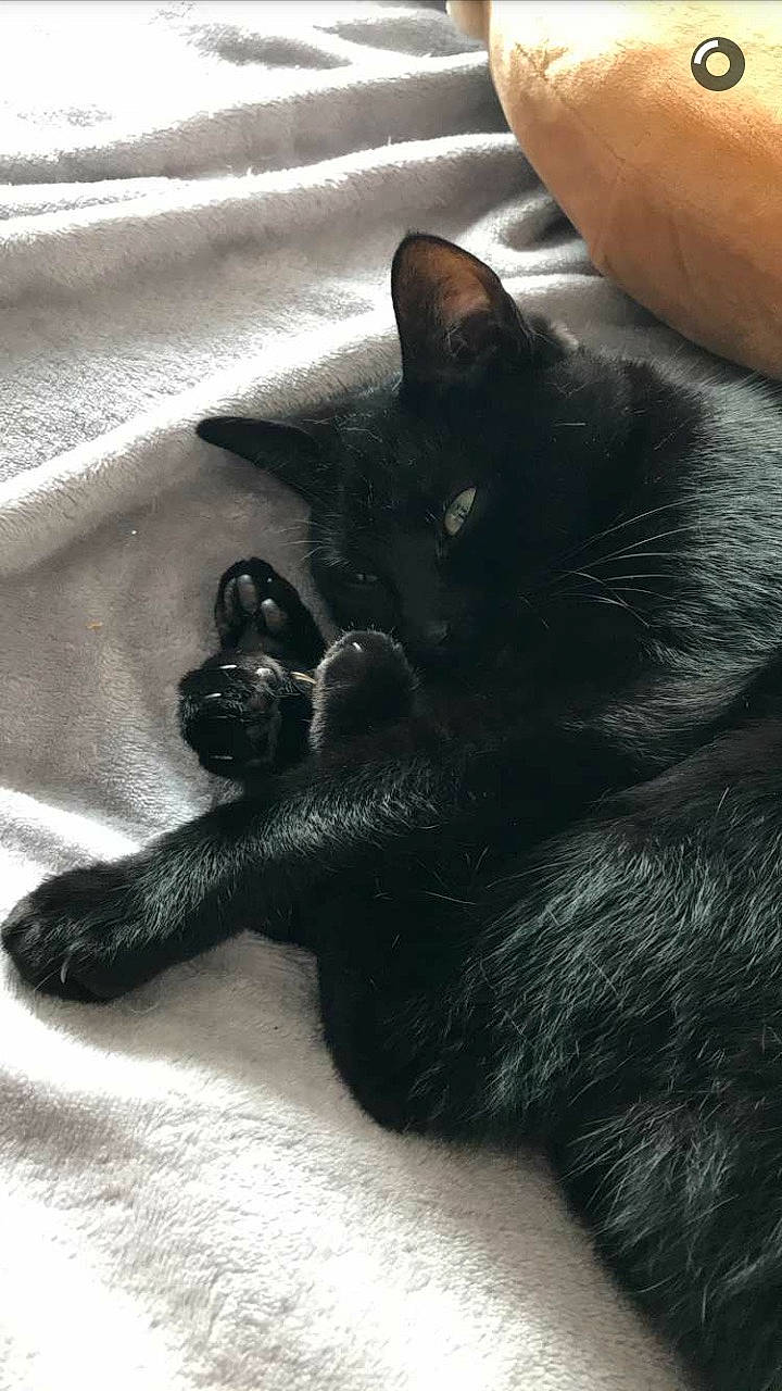 Mojito participe au concours pour gagner de l'argent avec cette photo : asian, black, black_cat, bombay, carnivore, cat, claw, domestic_short_haired_cat, felidae, hand, korat, paw, polydactyl_cat, small_to_medium_sized_cats, snout, tail, whiskers