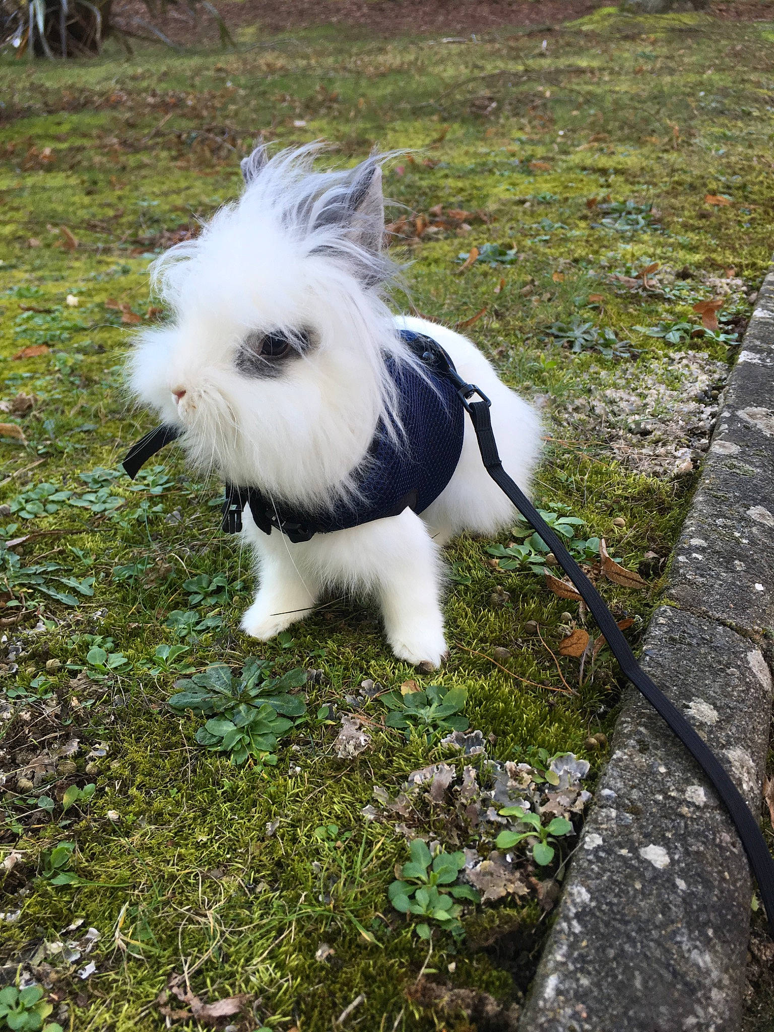 Soja participe au concours pour gagner de l'argent avec cette photo : canidae, carnivore, chinese_imperial_dog, companion_dog, dog, dog_breed, lhasa_apso, lowchen, maltese, mammal, non_sporting_group, puppy, rare_breed_dog, shih_tzu, tibetan_terrier, toy_dog, vertebrate, west_highland_white_terrier