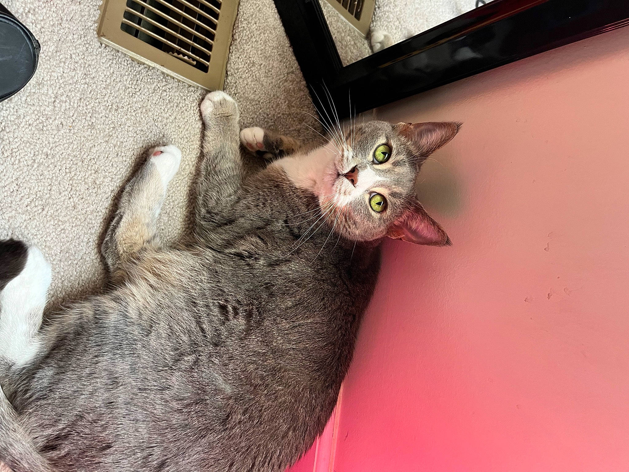 Cassie joined the competition — help win amazing prizes! carnivore, cat, claw, domestic_short_haired_cat, ear, felidae, fur, gesture, grey, leg, paw, small_to_medium_sized_cats, snout, tail, whiskers