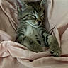 Neo participe au concours pour gagner de l'argent avec cette photo : cat, kitten, tabby, sleeping, sleepy, cute, animal, pet, fur, whiskers, ears, paws, blanket, bedding, pink, cozy, indoors, portrait, relaxed, close_up