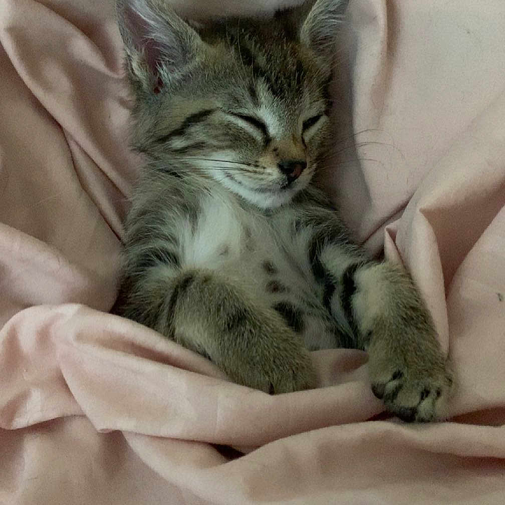 Neo participe au concours pour gagner de l'argent avec cette photo : cat, kitten, tabby, sleeping, sleepy, cute, animal, pet, fur, whiskers, ears, paws, blanket, bedding, pink, cozy, indoors, portrait, relaxed, close_up