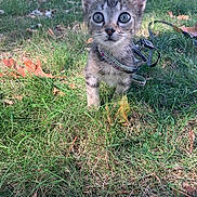 Neo a rejoint le concours — aidez-le/la à gagner de superbes lots ! kitten, cat, animal, pet, grass, outdoors, nature, autumn, leaves, harness, leash, portrait, close_up, wide_eyed, standing, furry, striped, tabby, greenery, backyard