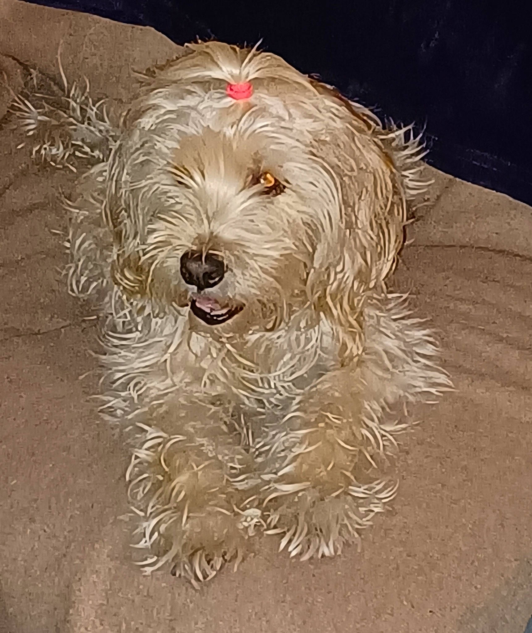 Diva joined the competition — help win amazing prizes! australian_terrier, canidae, carnivore, companion_dog, dog, dog_breed, fur, giant_dog_breed, liver, maltepoo, non_sporting_group, poodle_crossbreed, sapsali, small_terrier, snout, sporting_group, terrier, toy_dog, water_dog, yorkipoo