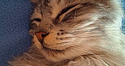 Cheddar participe au concours pour gagner de l'argent avec cette photo : blanket, blue_background, cat, close_up, closed_eyes, cozy, domestic_cat, ear, feline, fluffy, fur, long_haired_cat, nose, pet, portrait, relaxed, sleeping_cat, soft_light, whisker_spots, whiskers