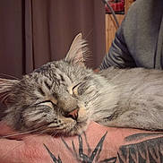 Cheddar participe au concours pour gagner de l'argent avec cette photo : arm, blanket, cat, closeup, cozy, ear, fluffy, fur, hand, human, indoor, nose, paws, pet, portrait, relaxed, sleeping_cat, sofa, tattoo, whiskers