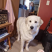 Izzy is registered to the contest to win money with this photo: blanket, calm, carpet, chair, cozy, dog, door, floor, furniture, heater, household_items, indoor, lamp, looking, pet, slippers, table, wall, white_dog, window